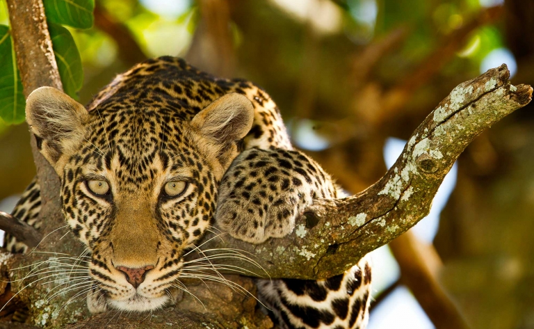 Safari au cœur du Serengeti