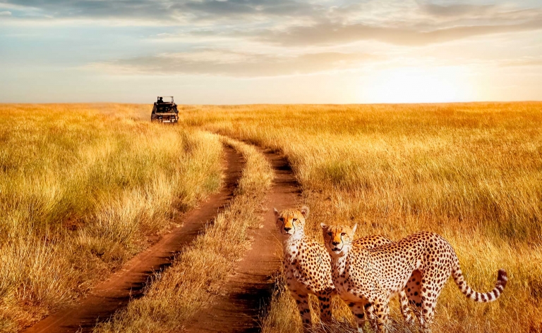 Déjeuner dans la brousse et safari intense
