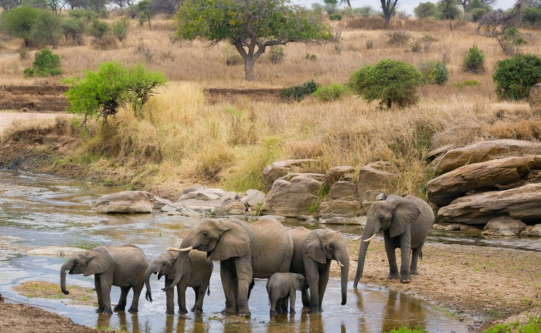 Safari le long de la rivière Tarangire