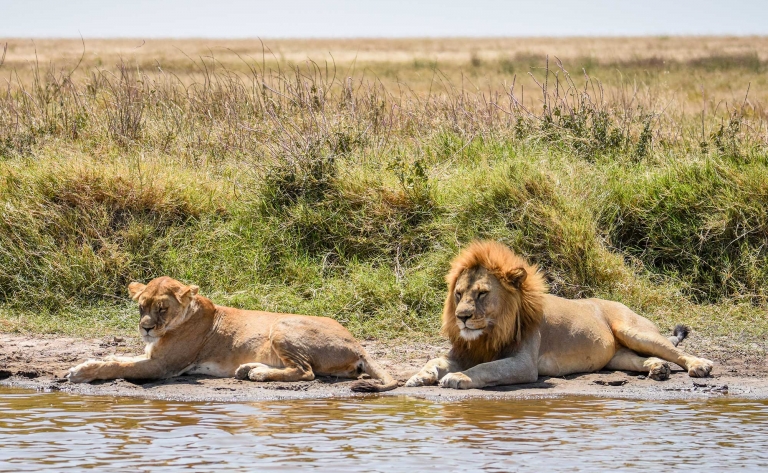 Lions dans les acacias et safari en bord de lac