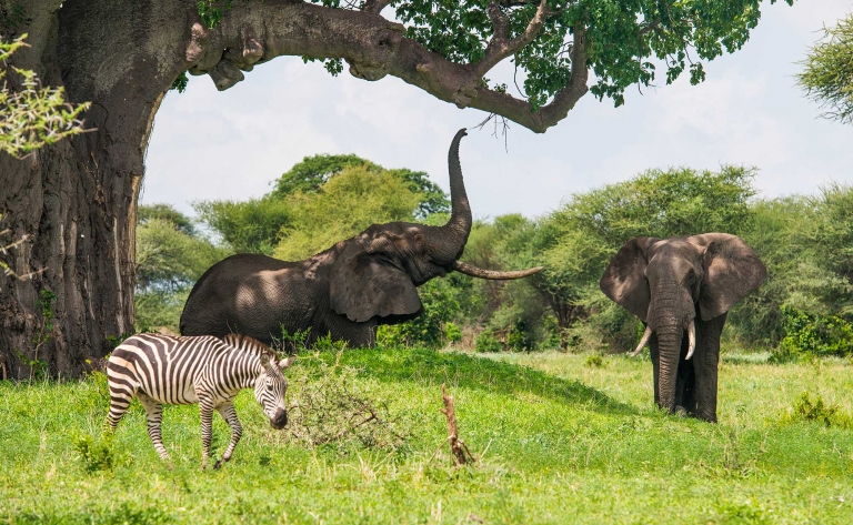 Tarangire : Safari au Pays des Éléphants