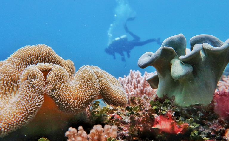 Découverte de la faune marine et des beautés sauvages de Mafia