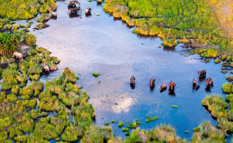 Delta de l'Okavango, merveille naturelle